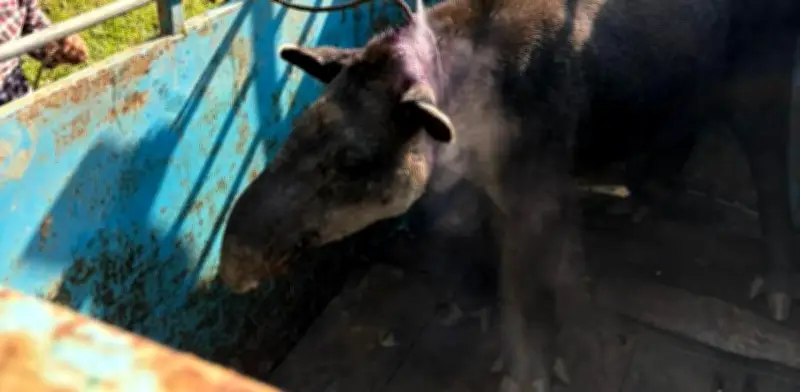 Pobladores de Veracruz capturan y amarran a tapir silvestre con un lazo
