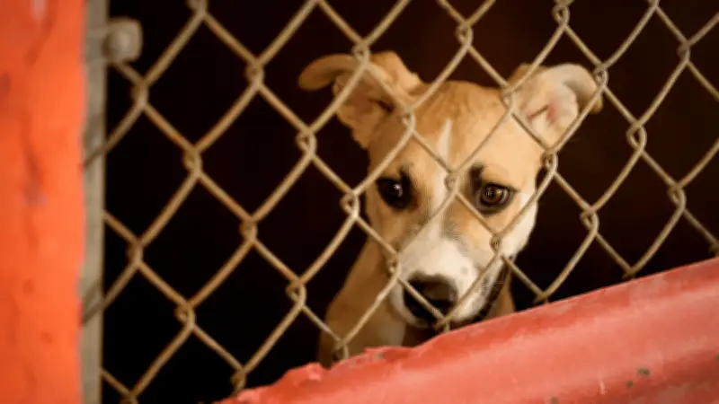 Policías de la CDMX rescatan a perrito de un incendio en la Alcaldía Miguel Hidalgo