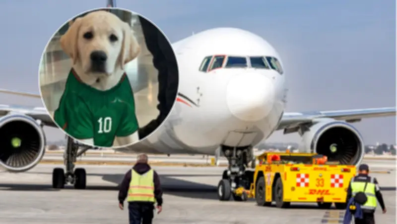 Presentan a 'Goliat', el labrador de apoyo emocional del AIFA para el Mundial 2026