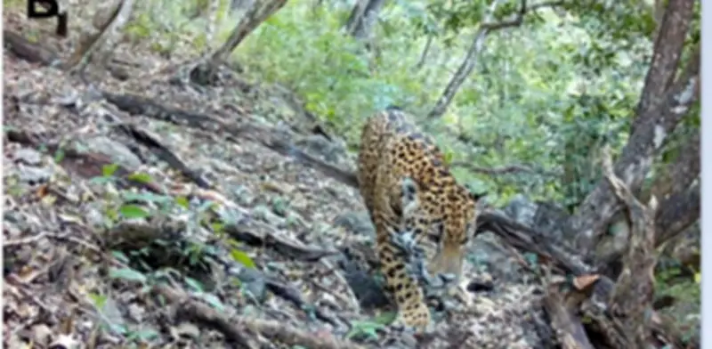 Primer registro de Jaguar en Guanajuato confirma conservación de Sierra Gorda