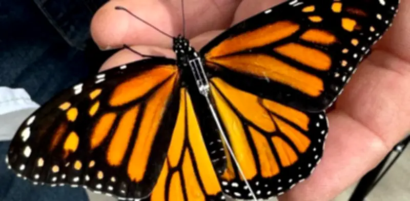 Primera Mariposa Monarca con radiotransmisor llega a Texas tras invernar en México