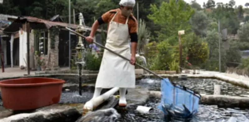 Productores de Trucha en Veracruz Exigen Regular Agroquímicos y Relanzan Feria en 2026