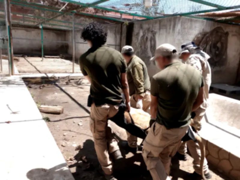 Profepa asegura 29 animales silvestres en Ocoyoacac; propietario detenido