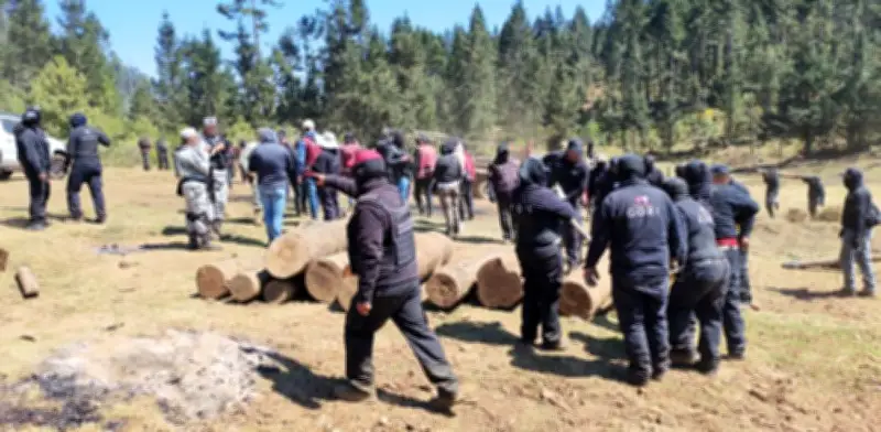 Profepa asegura madera talada ilegalmente y clausura predios en operativos ambientales