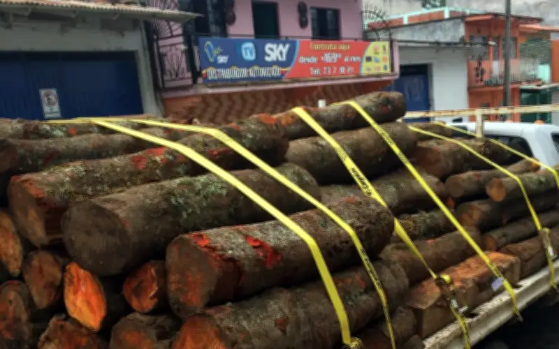 Profepa detiene a 14 personas por tala ilegal en reserva de mariposa monarca en Michoacán