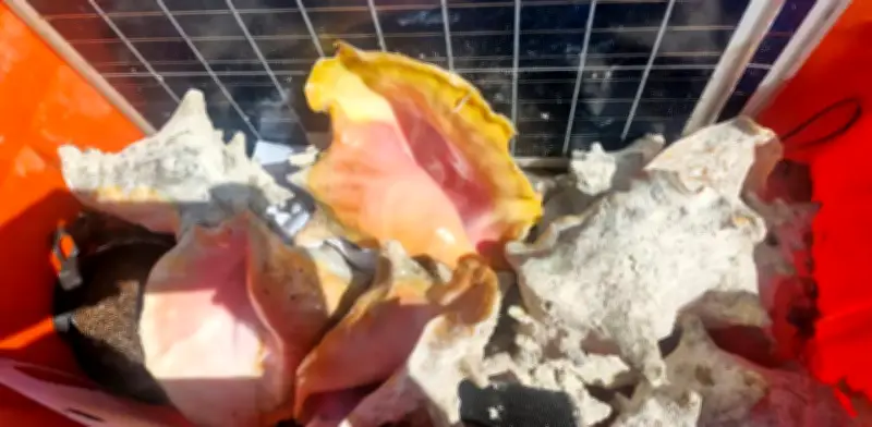 Profepa detiene a tres pescadores furtivos de caracol rosado en Arrecife Alacranes, Yucatán