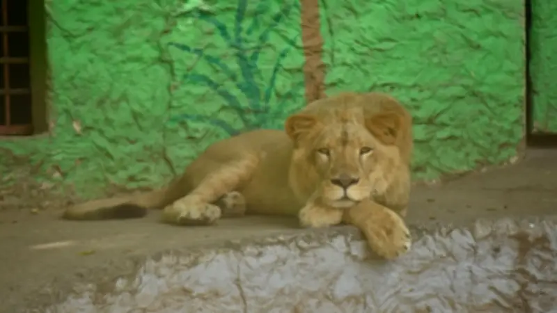 Profepa interviene tras polémica por león que vomitó parásitos en zoológico de Nezahualcóyotl