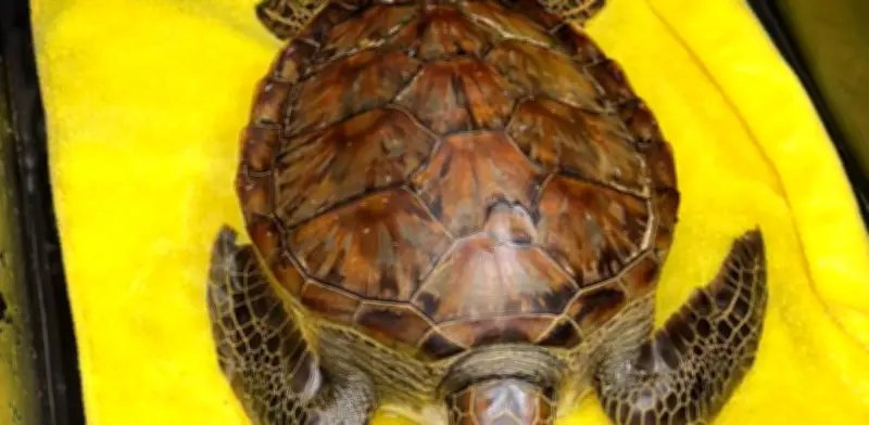 Profepa rescata fauna y lidera limpieza tras derrame de hidrocarburo en el Golfo de México