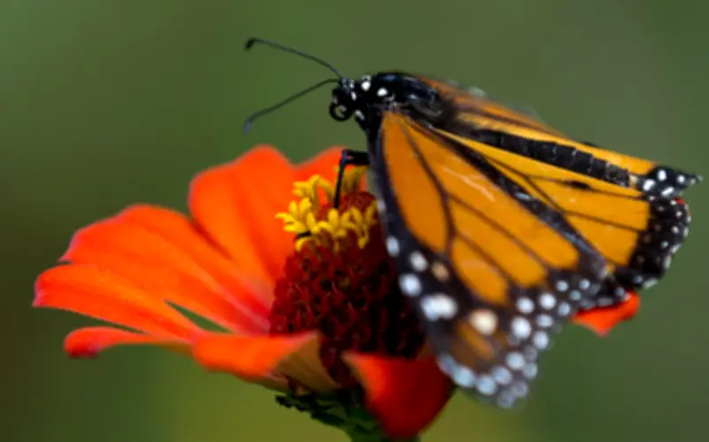 Project Monarch: México implementa tecnología de punta para rastrear a la mariposa monarca