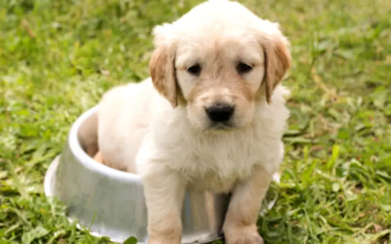 Protege a tus mascotas de la ceniza volcánica: consejos de la UNAM para perros y gatos