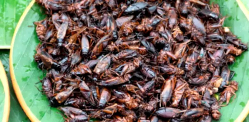 Proteína de Grillos Gana Premio Verde: Innovación Mexicana en Alimentación Sustentable