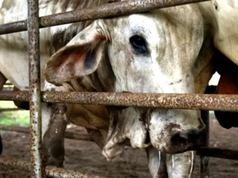 Puebla activa Comité contra el Gusano Barrenador del Ganado para proteger sector pecuario