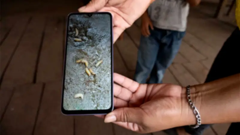 Puebla Registra Primer Caso de Miasis por Gusano Barrenador en Adulto Mayor