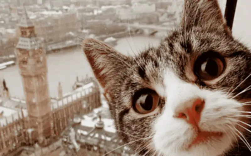 ¿Qué siente tu gato al llegar una nueva mascota? Guía para su adaptación