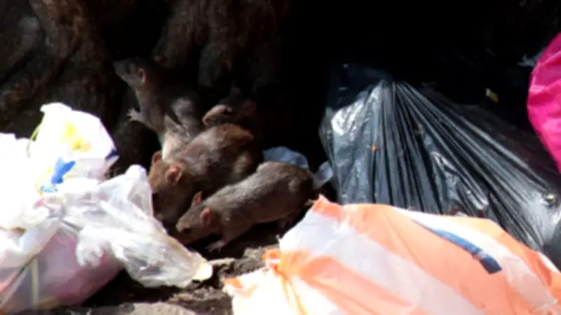 Ratas en CDMX: Especialistas UNAM alertan sobre riesgos sanitarios por contaminación del agua