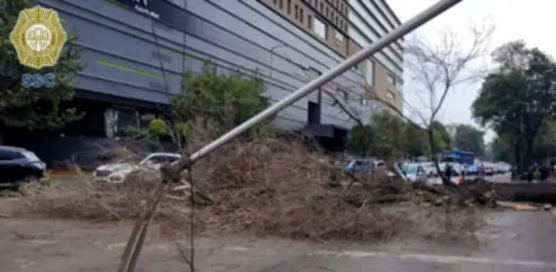 Árbol de 20 metros se desploma en Patriotismo, provoca caos vial en CDMX