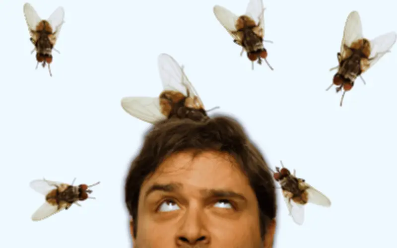 Remedio Casero con Limón y Clavos para Eliminar Moscas del Hogar