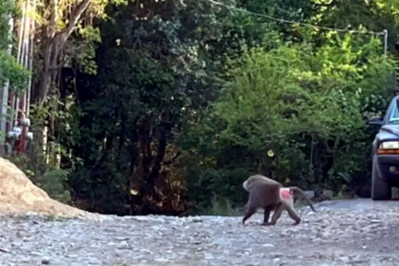 Reportan presencia inusual de un babuino en Santiago, Nuevo León