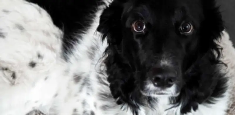 Reportan primer caso de gusano barrenador en perro de Nuevo León en 2026