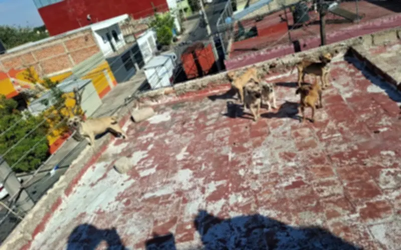 Rescatan a 18 perros abandonados y desnutridos en azotea de colonia Polanco en Guadalajara
