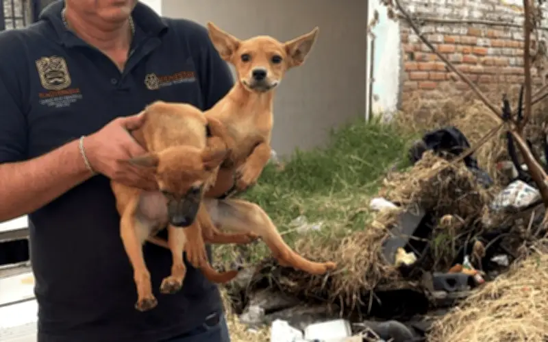 Rescatan a 21 perros abandonados en San Pedrito, Tlaquepaque, tras denuncia por maltrato animal