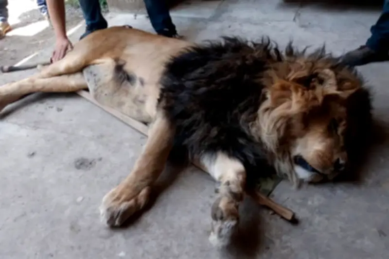 Rescatan a 29 animales de santuario ilegal en el Estado de México