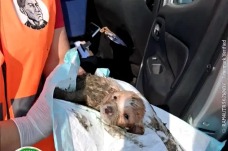 Rescatan a cachorro atrapado en drenaje de Juárez tras intensa operación