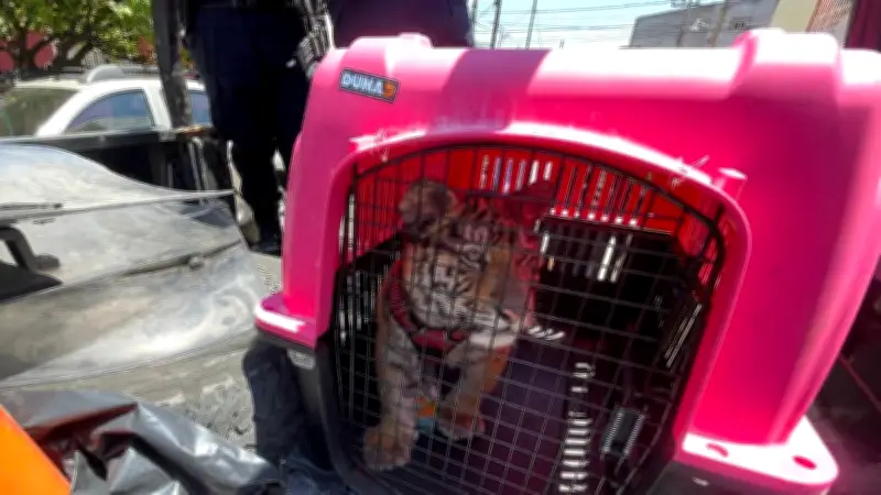 Rescatan a cachorro de tigre de bengala en Ecatepec tras alerta por rugidos