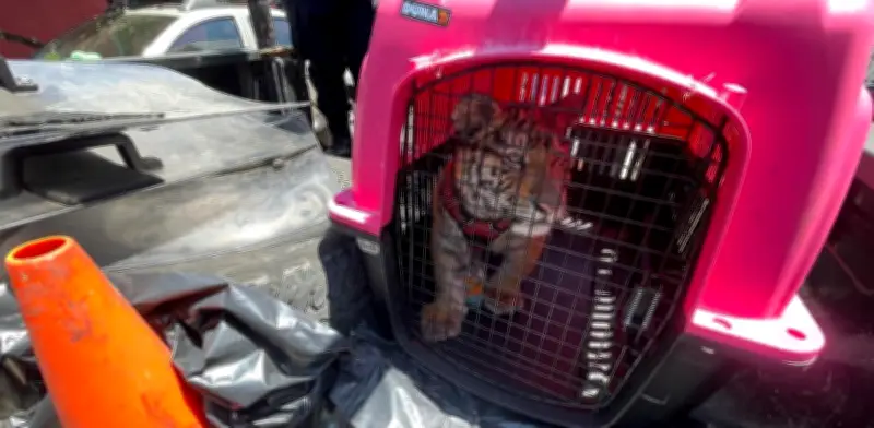 Rescatan a cachorro de tigre de Bengala en vivienda de Ecatepec, Edomex