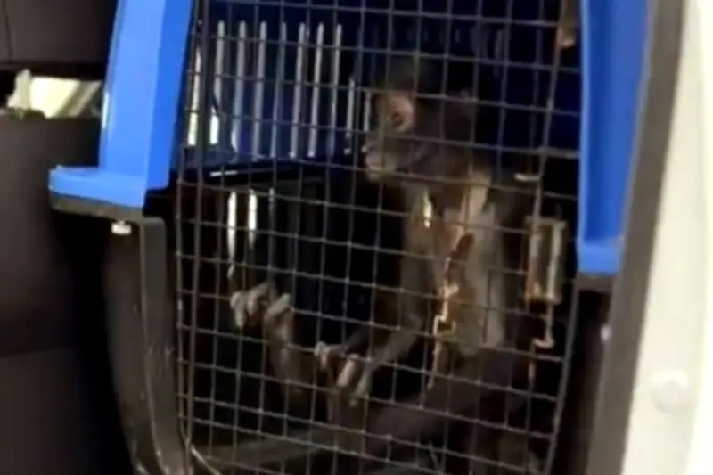 Rescatan a mono araña en peligro de extinción en domicilio de Escobedo, NL