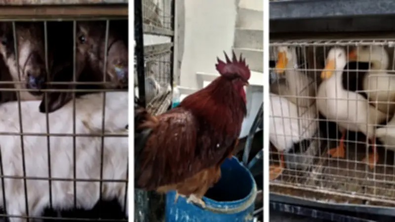 Rescatan a más de 900 animales en condiciones de hacinamiento en predio de Ecatepec