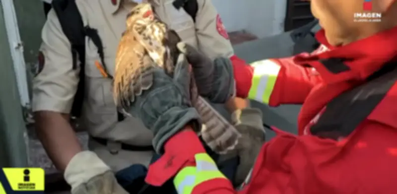 Rescatan aguililla gris juvenil herida en Guadalajara, reflejo de presión ambiental urbana