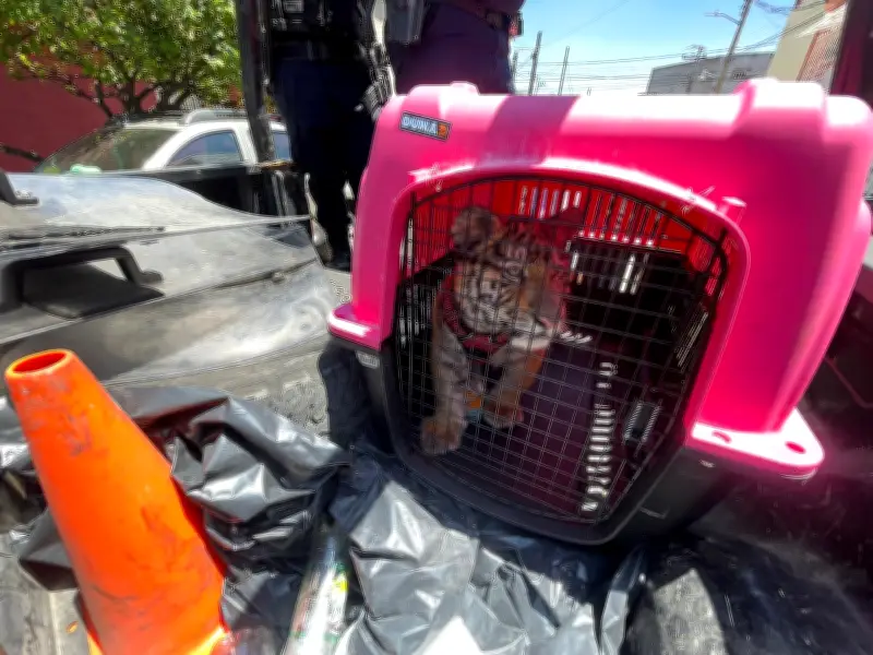 Rescatan cachorro de tigre de bengala en Ecatepec; dueño no acreditó posesión legal