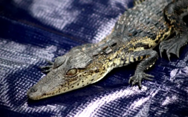 Rescatan cría de cocodrilo abandonada en caja de zapatos en el Parque Morelos de Guadalajara