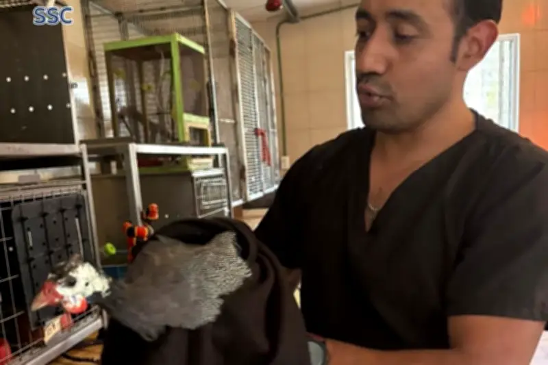 Rescatan gallina de Guinea en Gustavo A. Madero tras operativo vecinal