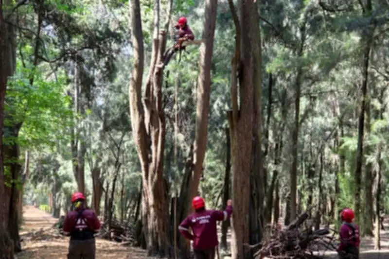 Retiran árboles en Viveros de Coyoacán sin plan de reforestación inmediato