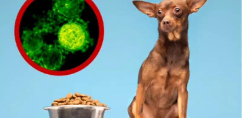 Retiro de comida para perros por salmonela: alerta sanitaria en Estados Unidos