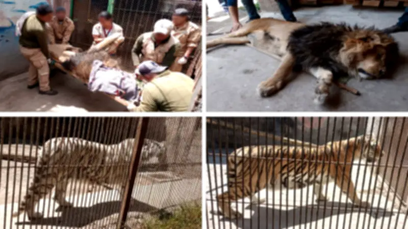 Reubican 29 animales exóticos en Ocoyoacac tras operativo de Profepa; incluyen jaguares y leones