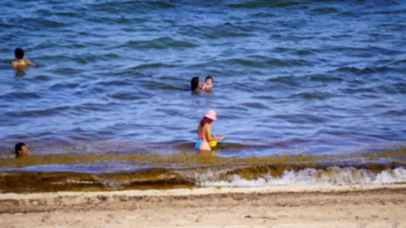 Sargazo en Quintana Roo: Consulta el estado de las playas para Semana Santa