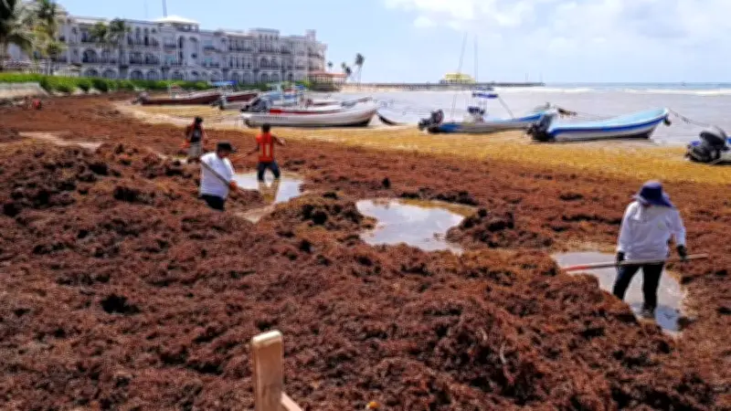 Sargazo establece récord histórico en febrero y pone en riesgo al Caribe mexicano para 2026