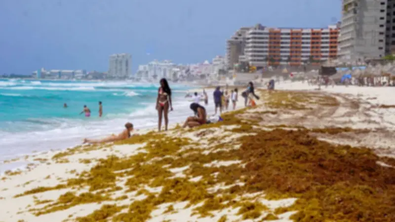 Sargazo y Semana Santa: Cómo consultar el monitoreo antes de reservar hotel