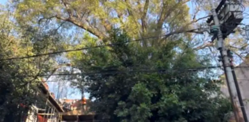 Sedema aclara que poda del fresno 'Eugenio' en Del Valle fue controlada y autorizada