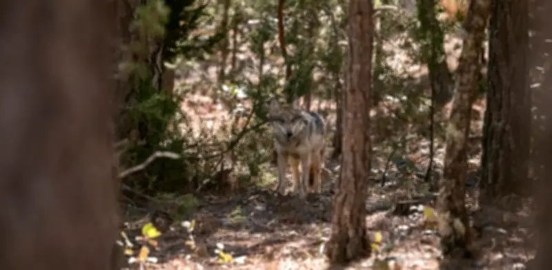 Segunda manada de Lobo Mexicano llega a Durango para su liberación en la Sierra Madre