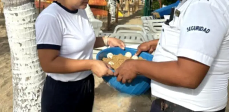 Semar protege casi 6 mil huevos de tortuga golfina en operativo de conservación