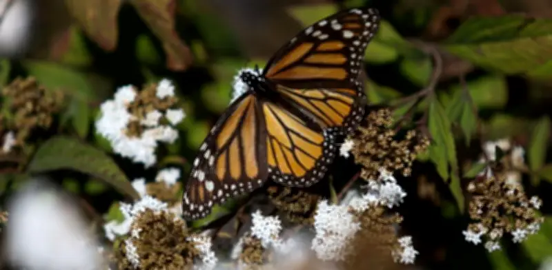 Sheinbaum propone proteger mariposa monarca en T-MEC con EEUU y Canadá