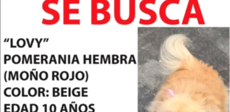 Sherlyn lanza llamado urgente en redes para encontrar a su perrita Lovy extraviada