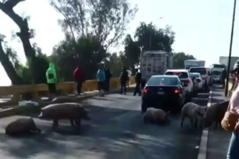 Siete cerdos escapan de camioneta tras accidente en Teoloyucan, Estado de México