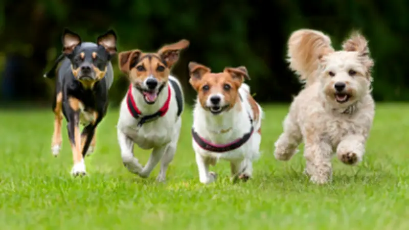 Siete perros escapan de robo en China y recorren 17 km en manada para regresar a casa