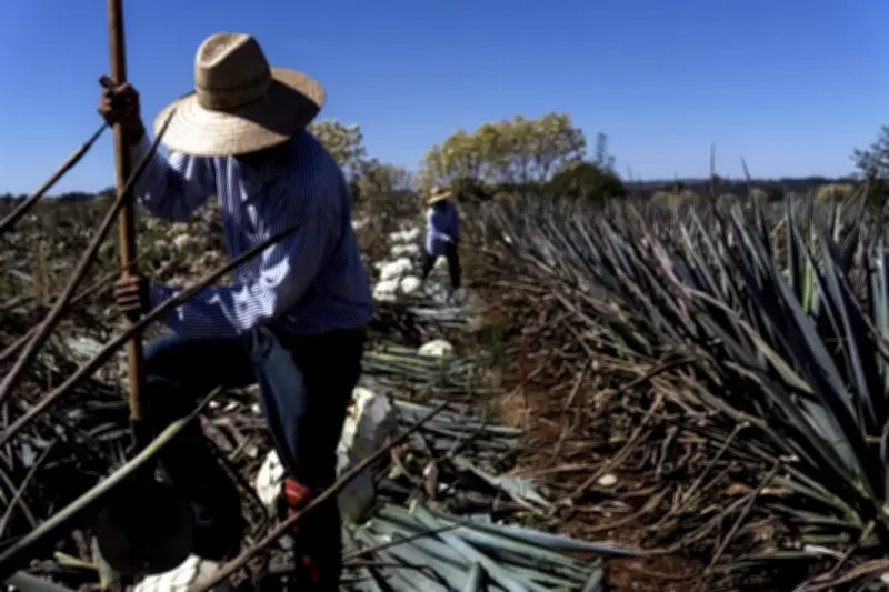 Sobreoferta de Agave Amenaza con Derrumbe del 15% en Agroindustria Mexicana