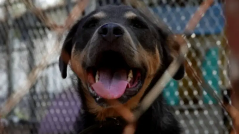 SSC CDMX lanza catálogo para adoptar 150 perros rescatados de maltrato